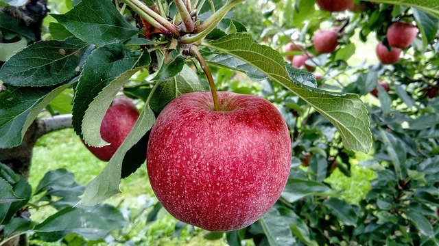 Zeeuwse Fruitteeltdag